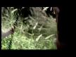 zeka k�p� yaramaz �ocuklar thumbnail