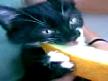 Kavun Yiyen Kedi