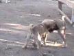 Tatlı köpekler oyun oynuyor