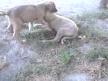 Tatlı köpekler oyun oynuyor 2