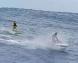 surf