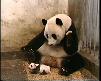 panda hapşırması