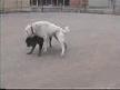 Kangal Pitbul Kavgası Kangal Pitbul Kavgası