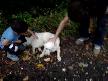 kfakçe-yaman köpek-hakan inanç