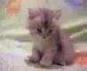 uykucu kedi