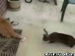 TAVŞAN VE KEDİ