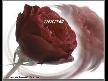çooooook romantik