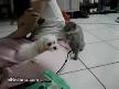 kaşınan kedi