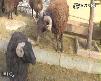 Kurban Bayramınız Kutlu Olsun