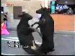 Boğalar PİŞTİ olursa