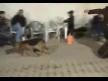 Halay Çeken Köpek