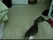 Lazer ve Kedi