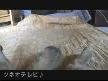 Uyuyan Kedi