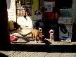 Elektronik Hayranı Köpek