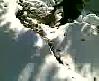 rize de domuz avi