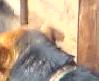 KEDİ KÖPEK