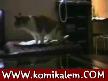 miyav miyav kedicikler hepsi cok sirin tatlı izle