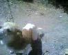AKILLI KÖPEK