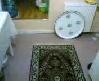yasir