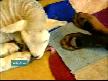 Köpek Kuzuları Emziriyor
