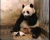 Minik Panda Hapşırınca..