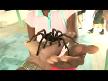 TARANTULA