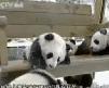 pandalar