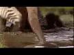 Zebra ve dişi aslan