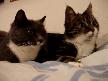 KONUŞAN KEDİLER