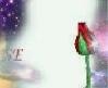 yasin
