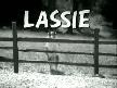 lassie pantere karşı