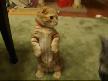 Şirin Kedi
