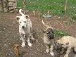 Kangal K�pek Yavrular�