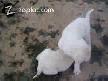 KANGAL DEİL AKBAŞ